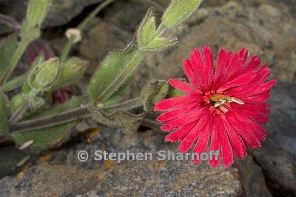 silene laciniata ssp californica 8 graphic